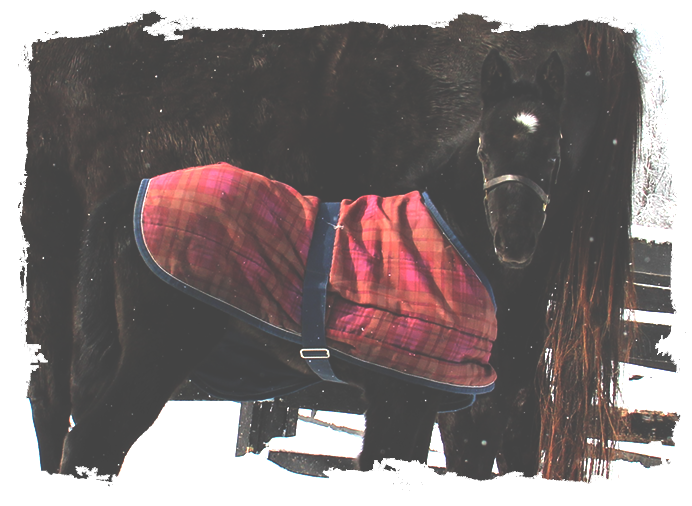Horse Breeding