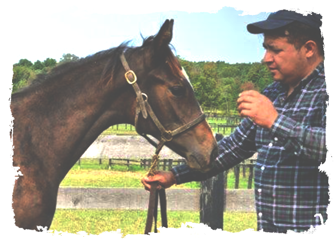 Horse Selling